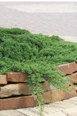 Green Mound Juniper - 1 Gallon Pot
