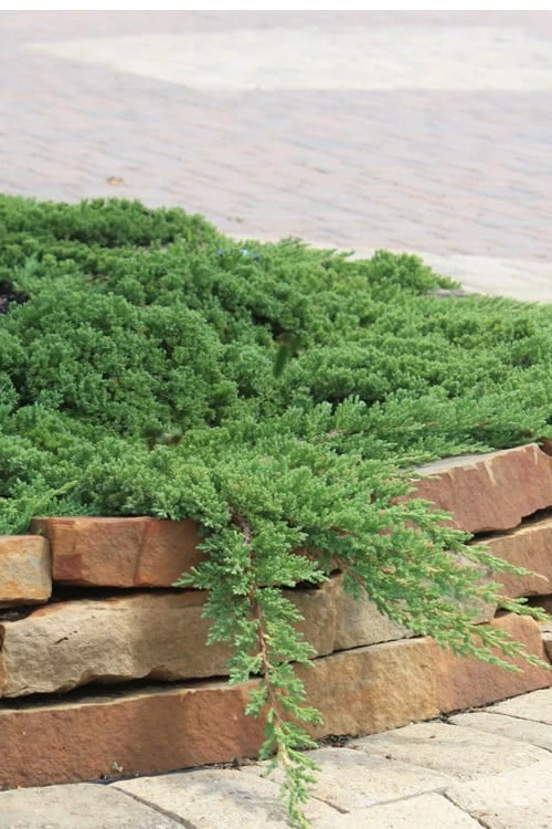 Green Mound Juniper - 1 Gallon Pot 3 Green Mound Juniper - 1 Gallon Pot