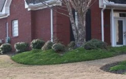 Green Mound Juniper - 1 Gallon Pot 13 Green Mound Juniper - 1 Gallon Pot -Garden Plant Seeds Juniper Green Mound 2