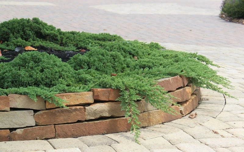 Green Mound Juniper - 1 Gallon Pot 8 Green Mound Juniper - 1 Gallon Pot - Image 6