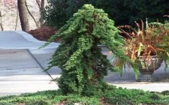 Green Mound Juniper - 1 Gallon Pot 15 Green Mound Juniper - 1 Gallon Pot -Garden Plant Seeds Juniper Green Mound Staked 2