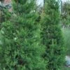 Hetzi Columnar Juniper - 3 Gallon Pot 1 Hetzi Columnar Juniper - 3 Gallon Pot -Garden Plant Seeds Juniper Hetzi Column 500x750 1