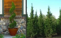 Hetzi Columnar Juniper - 3 Gallon Pot -Garden Plant Seeds Juniper Hetzi Columnar Landscape 2