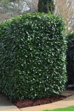 Schip Laurel (Prunus Laurocersasus 'Schipkaensis') - 6 Pack Of 1 Gallon Pots -Garden Plant Seeds Laurel Schip 2