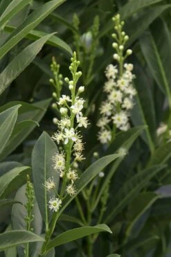 Schip Laurel (Prunus Laurocersasus 'Schipkaensis') - 6 Pack Of 1 Gallon Pots -Garden Plant Seeds Laurel Schip 3