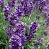 Hidcote Blue English Lavender - 5 Pack Of Quart Pots -Garden Plant Seeds Lavender Hidcote 2 1