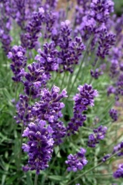 Hidcote Blue English Lavender - 1 Gallon Pot 11 Hidcote Blue English Lavender - 1 Gallon Pot -Garden Plant Seeds Lavender Hidcote 2 2