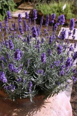 Hidcote Blue English Lavender - 5 Pack Of Quart Pots 10 Hidcote Blue English Lavender - 5 Pack Of Quart Pots -Garden Plant Seeds Lavender Hidcote 3 1