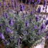 Hidcote Blue English Lavender - 1 Gallon Pot -Garden Plant Seeds Lavender Hidcote 3 2