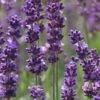 Phenomenal Lavender - 1 Gallon Pot 1 Phenomenal Lavender - 1 Gallon Pot -Garden Plant Seeds Lavender Phenomenal 10 1