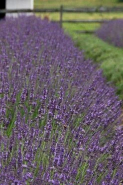 Phenomenal Lavender - 1 Gallon Pot -Garden Plant Seeds Lavender Phenomenal 11 1