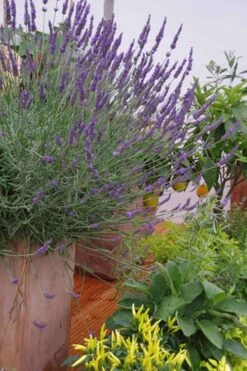 Phenomenal Lavender - 1 Gallon Pot -Garden Plant Seeds Lavender Phenomenal 12 1