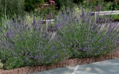 Phenomenal Lavender - 5 Pack Of Quart Pots -Garden Plant Seeds Lavender Phenomenal 13 2