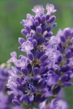 SuperBlue English Lavender - 1 Gallon Pot -Garden Plant Seeds Lavender Super Blue 1