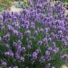 SuperBlue English Lavender - 1 Gallon Pot -Garden Plant Seeds Lavender Super Blue 2