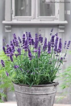 SuperBlue English Lavender - 1 Gallon Pot -Garden Plant Seeds Lavender Superblue 12