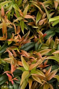 Scarletta Fetterbush - Leucothoe Fontanesiana 'Zeblid' - 1 Gallon Pot -Garden Plant Seeds Leucothoe Scarletta 2