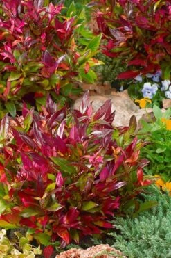 Scarletta Fetterbush - Leucothoe Fontanesiana 'Zeblid' - 1 Gallon Pot -Garden Plant Seeds Leucothoe Scarletta 4