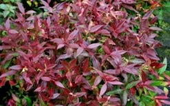 Scarletta Fetterbush - Leucothoe Fontanesiana 'Zeblid' - 1 Gallon Pot -Garden Plant Seeds Leucothoe Scarletta 5