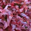 Scarletta Fetterbush - Leucothoe Fontanesiana 'Zeblid' - 1 Gallon Pot -Garden Plant Seeds Leucothoe Scarletta 7