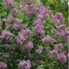 Bloomerang Purple Lilac - 2 Gallon Pot -Garden Plant Seeds Lilac Bloomerang Purple 11
