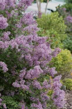 Bloomerang Purple Lilac - 2 Gallon Pot -Garden Plant Seeds Lilac Bloomerang Purple 12