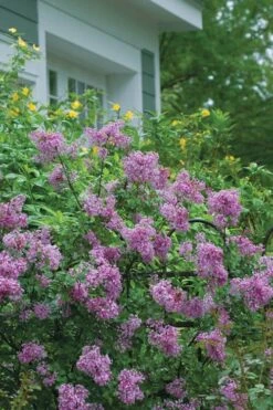 Bloomerang Purple Lilac - 2 Gallon Pot -Garden Plant Seeds Lilac Bloomerang Purple 14