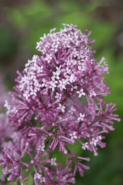 Bloomerang Purple Lilac - 2 Gallon Pot -Garden Plant Seeds Lilac Bloomerang Purple 15