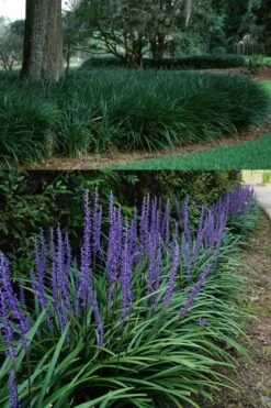 Big Blue Liriope (Lilyturf) - 72 Pack Of 3.5" Pint Pots -Garden Plant Seeds Liriope Big Blue 13