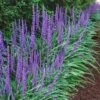 Big Blue Liriope (Lilyturf) - 72 Pack Of 3.5" Pint Pots -Garden Plant Seeds Liriope Big Blue 14