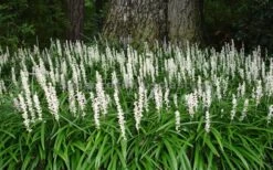 Monroe's White Liriope (Lilyturf) - 6 Pack Of 1 Gallon Pots -Garden Plant Seeds Liriope Monroe White Landscape