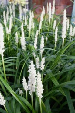 Monroe's White Liriope (Lilyturf) - 6 Pack Of 1 Gallon Pots -Garden Plant Seeds Liriope Monroes White 500x750 1