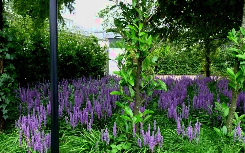 Royal Purple Liriope - Lilyturf - 10 Pack Of Pint Pots 6 Royal Purple Liriope - Lilyturf - 10 Pack Of Pint Pots - Image 4