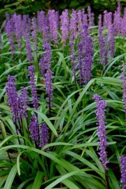 Royal Purple Liriope - Lilyturf - 10 Pack Of Pint Pots 13 Royal Purple Liriope - Lilyturf - 10 Pack Of Pint Pots -Garden Plant Seeds Liriope Royal Purple 500x750 1