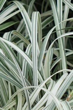 Silver Dragon Liriope - Lilyturf - 18 Count Flats Of Pint Pots -Garden Plant Seeds Liriope Silver Dragon 11 1