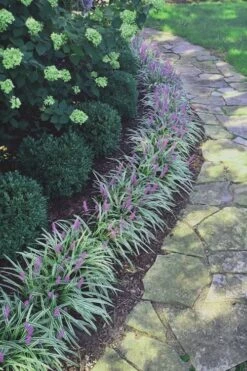 Silvery Sunproof Variegated Liriope - Lilyturf - 6 Pack Of 1 Gallon Pots -Garden Plant Seeds Liriope Silvery Sunproof 15