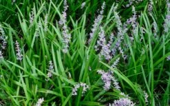 Creeping Lilyturf (Liriope Spicata) - 72 Pack Of 3.5" Pint Pots 10 Creeping Lilyturf (Liriope Spicata) - 72 Pack Of 3.5" Pint Pots -Garden Plant Seeds Liriope Spicata 50