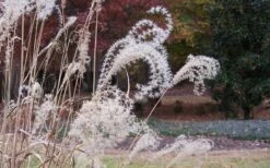 Little Zebra Grass - Miscanthus - 3 Gallon Pot -Garden Plant Seeds Little Zebra Grass 1