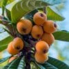 Loquat Tree - Eriobotrya Japonica - 3 Gallon Pot -Garden Plant Seeds Loquat 10