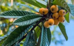 Loquat Tree (Eriobotrya Japonica) - 7 Gallon Pot (6-7') -Garden Plant Seeds Loquat 12 1