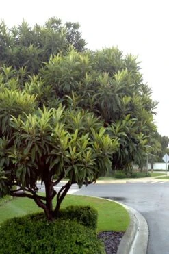 Loquat Tree - Eriobotrya Japonica - 3 Gallon Pot -Garden Plant Seeds Loquat Tree 500x750 1