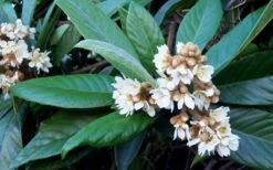 Loquat Tree - Eriobotrya Japonica - 3 Gallon Pot -Garden Plant Seeds Loquat Tree Flowers