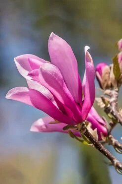 Ann Magnolia Tulip Tree - 3 Gallon Pot 18 Ann Magnolia Tulip Tree - 3 Gallon Pot -Garden Plant Seeds Magnolia Ann 101 1