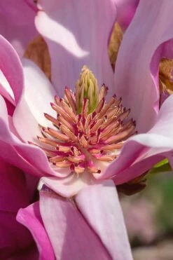 Ann Magnolia Tulip Tree - 3 Gallon Pot 16 Ann Magnolia Tulip Tree - 3 Gallon Pot -Garden Plant Seeds Magnolia Ann 31 2