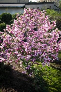 Betty Magnolia Tulip Tree - 3 Gallon Pot 14 Betty Magnolia Tulip Tree - 3 Gallon Pot -Garden Plant Seeds Magnolia Betty 7