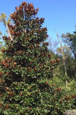 Brackens Brown Beauty Magnolia - 7 Gallon Pot (3-4') 12 Brackens Brown Beauty Magnolia - 7 Gallon Pot (3-4') -Garden Plant Seeds Magnolia Bracken Brown Beauty 500x750 4