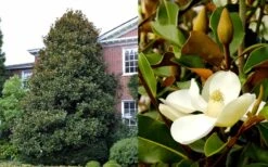 Brackens Brown Beauty Magnolia - 7 Gallon Pot (3-4') 13 Brackens Brown Beauty Magnolia - 7 Gallon Pot (3-4') -Garden Plant Seeds Magnolia Brackens Brown Beauty 1 3