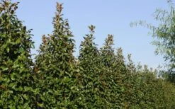 Brackens Brown Beauty Magnolia - 5 Gallon Pot -Garden Plant Seeds Magnolia Brackens Brown Beauty 6 1