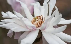 Centennial Star Magnolia - 1 Gallon Pot -Garden Plant Seeds Magnolia Centennial 10