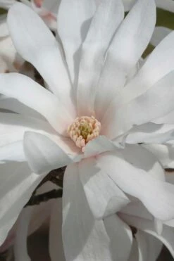 Centennial Star Magnolia - 1 Gallon Pot -Garden Plant Seeds Magnolia Centennial 11